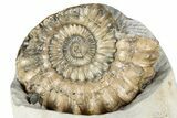 Ammonite (Oistoceras) Fossil Cluster In Concretion - England #350695-2